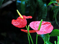 滨׻ȣǿƣƵĻչͼ顢ѪΫֲܳƣṩۡͺڷ